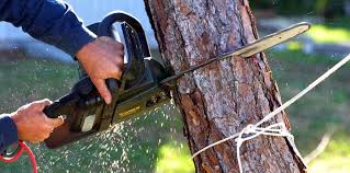 Best Tree Disease Treatment  in Canby, OR