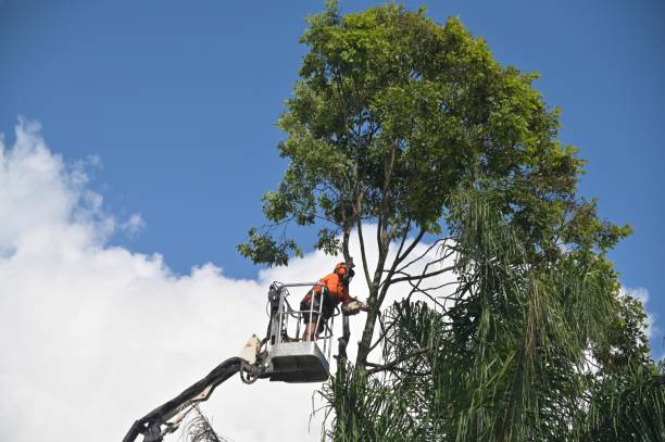 Best Tree Health Inspection  in Canby, OR