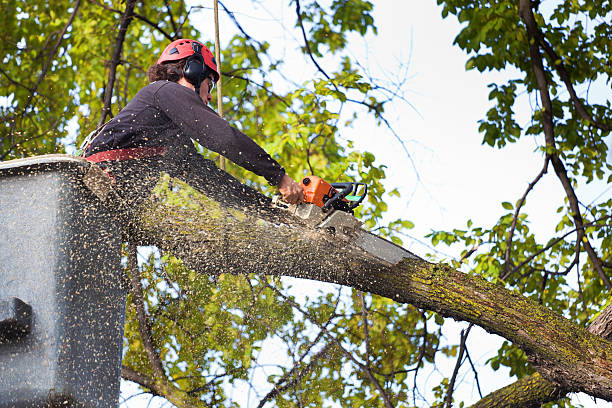 Best Lawn Dethatching  in Canby, OR