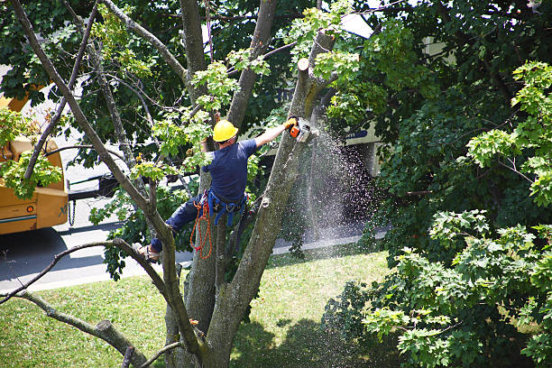 Best Tree Removal  in Canby, OR