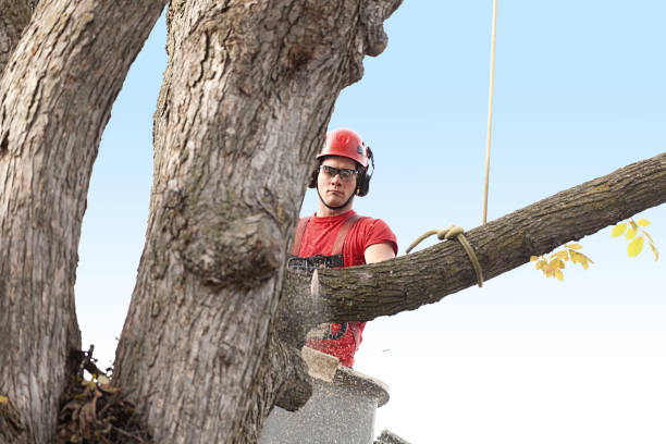 Best Commercial Tree Services  in Canby, OR