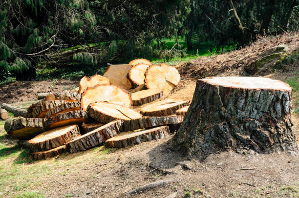 Best Tree Maintenance Programs  in Canby, OR